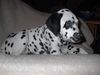 Dalmatiner Foto: unser pongo nummer 1 (ID 2151) Dalmatiner Hund