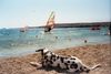 Dalmatiner Foto: Chico: Baywatch auf Karpathos (ID 26784) Dalmatiner Hund