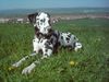 Dalmatiner Foto: Lucky über seiner Heimatstadt (ID 21863) Dalmatiner Hund