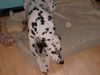 Dalmatiner Foto: Der Beste Lucky wo gibt ;o) (ID 7125) Dalmatiner Hund
