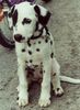 Dalmatiner Foto: Mona (ID 21263) Dalmatiner Hund