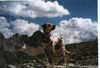Dalmatiner Foto: Nyzz (ID 13251) Dalmatiner Hund