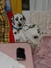 Dalmatiner Foto: Berko, Wachhund? (ID 2360) Dalmatiner Hund