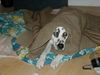 Dalmatiner Foto: Berko, da bin ich! (ID 2361) Dalmatiner Hund