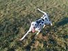 Dalmatiner Foto: Carry (ID 1924) Dalmatiner Hund