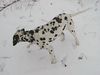 Dalmatiner Foto: Carry beim Gassi (ID 2127) Dalmatiner Hund