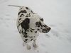 Dalmatiner Foto: Carry die Wilde (ID 2126) Dalmatiner Hund