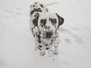 Dalmatiner Foto: Carry im Schnee (ID 2125) Dalmatiner Hund