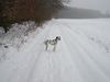 Dalmatiner Foto: WAs guckst du (ID 2128) Dalmatiner Hund