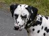 Dalmatiner Foto: Carry (ID 1930) Dalmatiner Hund