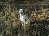 Dalmatiner Foto: Carry (ID 1926) Dalmatiner Hund