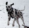 Dalmatiner Foto: Franco von Arabians Stud - 8 1/2 Monate (ID 27859) Dalmatiner Hund
