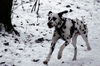 Dalmatiner Foto: Franco von Arabians Stud - 8 1/2 Monate (ID 27863) Dalmatiner Hund
