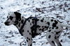 Dalmatiner Foto: Franco von Arabians Stud - 8 1/2 Monate (ID 27864) Dalmatiner Hund