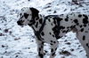 Dalmatiner Foto: Franco von Arabians Stud - 8 1/2 Monate (ID 27865) Dalmatiner Hund
