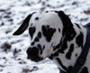 Dalmatiner Foto: Franco von Arabians Stud - 8 1/2 Monate (ID 27866) Dalmatiner Hund