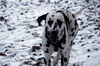 Dalmatiner Foto: Franco von Arabians Stud - 8 1/2 Monate (ID 27867) Dalmatiner Hund