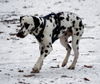 Dalmatiner Foto: Franco von Arabians Stud - 8 1/2 Monate (ID 27868) Dalmatiner Hund