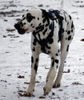 Dalmatiner Foto: Franco von Arabians Stud - 8 1/2 Monate (ID 27869) Dalmatiner Hund