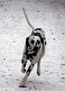Dalmatiner Foto: Franco von Arabians Stud - 8 1/2 Monate (ID 27860) Dalmatiner Hund