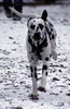 Dalmatiner Foto: Franco von Arabians Stud - 8 1/2 Monate (ID 27861) Dalmatiner Hund