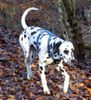 Dalmatiner Foto: Franco von Arabians Stud - 8 1/2 Monate (ID 27893) Dalmatiner Hund