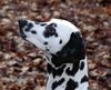Dalmatiner Foto: Franco von Arabians Stud - 8 1/2 Monate (ID 27894) Dalmatiner Hund