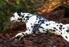 Dalmatiner Foto: Franco von Arabians Stud - 8 1/2 Monate (ID 27895) Dalmatiner Hund