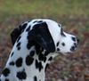 Dalmatiner Foto: Franco von Arabians Stud - 8 1/2 Monate (ID 27896) Dalmatiner Hund