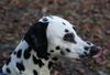 Dalmatiner Foto: Franco von Arabians Stud - 8 1/2 Monate (ID 27897) Dalmatiner Hund