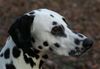 Dalmatiner Foto: Franco von Arabians Stud - 8 1/2 Monate (ID 27898) Dalmatiner Hund