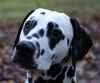 Dalmatiner Foto: Franco von Arabians Stud - 8 1/2 Monate (ID 27899) Dalmatiner Hund