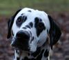 Dalmatiner Foto: Franco von Arabians Stud - 8 1/2 Monate (ID 27900) Dalmatiner Hund