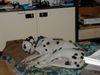 Dalmatiner Foto: Berko vom Thermenland (Faultier) (ID 2362) Dalmatiner Hund