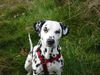 Dalmatiner Foto: Das ist meine Dalmatinerhündin Jule (ID 9022) Dalmatiner Hund