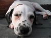 Dalmatiner Foto: ich bin schon ganz groß!!! (ID 22729) Dalmatiner Hund