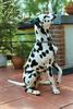 Dalmatiner Foto: Chico (ID 26782) Dalmatiner Hund