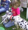 Dalmatiner Foto: Welpenbesuch (ID 34411) Dalmatiner Hund