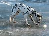 Dalmatiner Foto: Die Eisfläche (ID 2462) Dalmatiner Hund