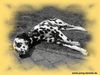 Dalmatiner Foto: Black Bandit of Wolfcubs (ID 15483) Dalmatiner Hund
