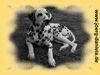 Dalmatiner Foto: Candy v. der Köngernheimer Höhe (ID 15482) Dalmatiner Hund