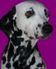 Dalmatiner Hund