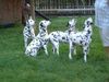 Dalmatiner Foto: Foxi,Ina,Lady und Polly vom Roßbach (ID 5502) Dalmatiner Hund