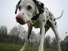 Dalmatiner Hund