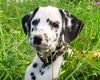 Dalmatiner Foto: Carrie (ID 1935) Dalmatiner Hund