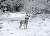 Dalmatiner Foto: Carrie im Schnee (ID 1910) Dalmatiner Hund