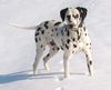 Dalmatiner Foto: Was guckst du (ID 2429) Dalmatiner Hund