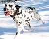 Dalmatiner Foto: Carrie, Sonne und Schnee (ID 2428) Dalmatiner Hund