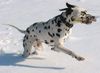 Dalmatiner Foto: Carrie im Schnee (ID 2234) Dalmatiner Hund