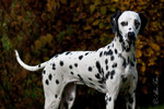 Dalmatiner Foto: Dalmatiner Masca, 8 Monate alt (ID 47266) Dalmatiner Hund